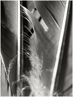 Silver Feather, Shadows: Near Kamloops, BC, Canada (2013) - Fine art black and white photo of fine details and texture in a feather found near a dead bird in the desert