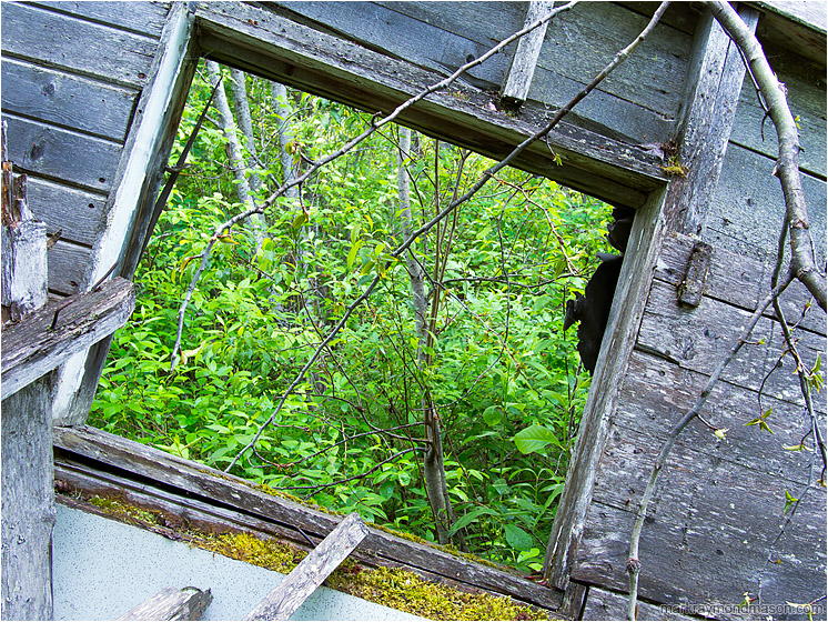 Tilted Wall, Woods: Near Clearwater, BC, Canada (2013-05-28) - Fine art photograph of a view through a dilapidated, tilted cabin wall to a lush, leafy forest