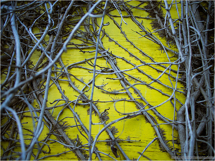Plywood, Crawling Vines: Vancouver, BC, Canada (2013-06-10) - Abstract photo of vines crawling on a yellow plywood building, so interwoven and rigid that they look like a skeletal ribcage