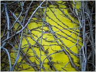 Plywood, Crawling Vines: Vancouver, BC, Canada (2013) - Abstract photo of vines crawling on a yellow plywood building, so interwoven and rigid that they look like a skeletal ribcage