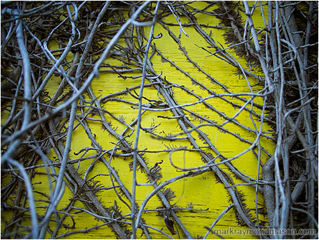 Abstract photo of vines crawling on a yellow plywood building, so interwoven and rigid that they look like a skeletal ribcage