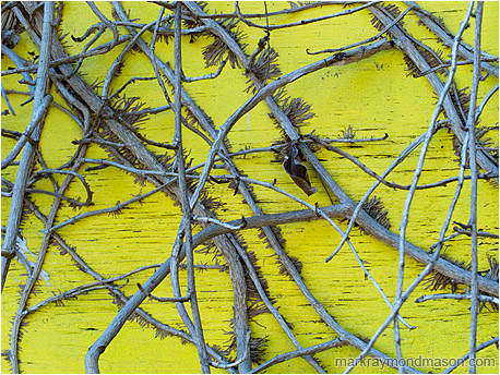 Abstract photograph of creeping vines growing on a grotesque yellow painted plywood wall