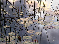 Quiet Water, Sunset: Clearwater, BC, Canada (2013) - Fine art photograph of lily pads, reeds, and calm water reflecting a warmly coloured mountain sunset