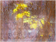 Lace Curtain, Autumn: Salmon Arm, BC
