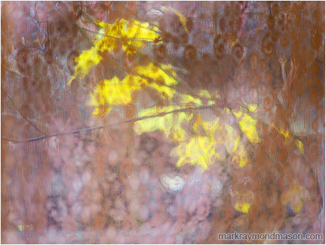 Fine art abstract photograph showing a blurry mass of branches and  bright leaves behind a patterned lace curtain