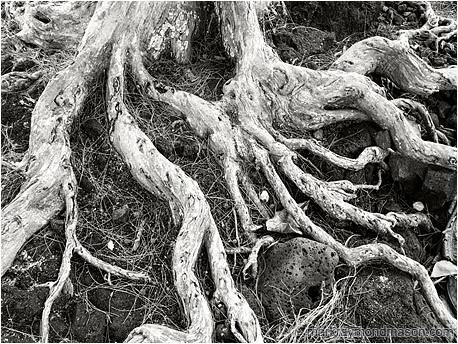 Black and white photo of dried white tree roots sprawling through a field of black, sea-worn lava rock