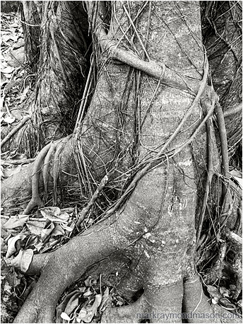 Black and white fine art photograph of a stout tree trunk wrapped in layers of vines like a muscled arm
