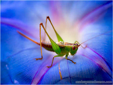 Fine art macro photograph showing a grasshopper set against a backdrop of a brilliant flower petal