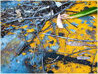 Leaf Litter, Rusted Plate: Near Waimea, HI
