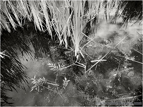 Fine art black and white photo of tall swamp weeds, reflections of clouds and sky, and texture on the surface of the water