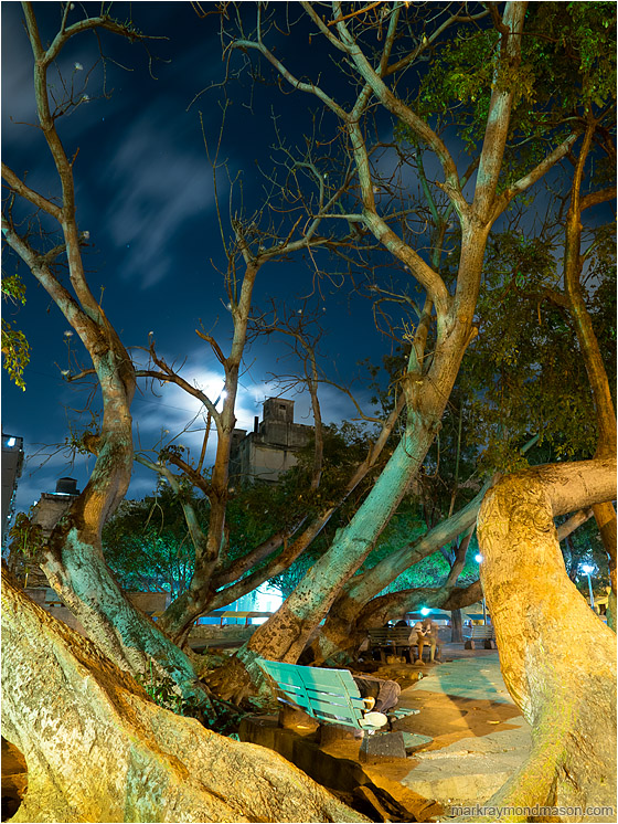 Arching Tree, Sleeping Figure, Moonlight: Havana, Cuba (2017-02-13) - Fine art photography showing a sleeping homeless person under the wild branches of a street tree and moonlit clouds
