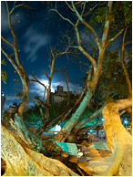 Arching Tree, Sleeping Figure, Moonlight: Havana, Cuba (2017) - Fine art photography showing a sleeping homeless person under the wild branches of a street tree and moonlit clouds