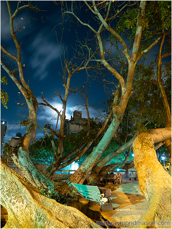 Fine art photography showing a sleeping homeless person under the wild branches of a street tree and moonlit clouds