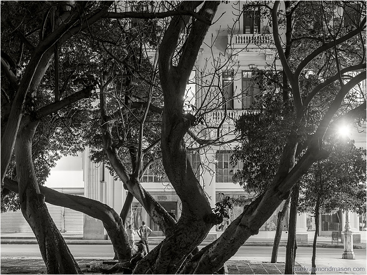 Reaching Trees, Figures: Havana, Cuba (2017-02-16) - Fine art black and white photograph showing men on the street at night beneath the straight concrete walls and intertwined branches of downtown Havana