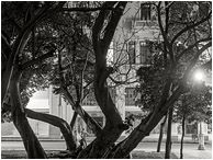 Reaching Trees, Figures: Havana, Cuba (2017) - Fine art black and white photograph showing men on the street at night beneath the straight concrete walls and intertwined branches of downtown Havana
