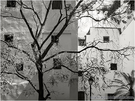 Fine art photo in black and white, showing a bright white inner city courtyard and a silhouetted tree, angled sunlight playing over the imperfections in the masonry