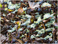 Limestone, Coloured Leaves: Near Vinales, Cuba