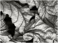 Curled Leaves, Darkness: Near Vinales, Cuba (2017) - Abstract black and white photograph showing a curled, dried leaf, in beautiful soft light with a velvet black background