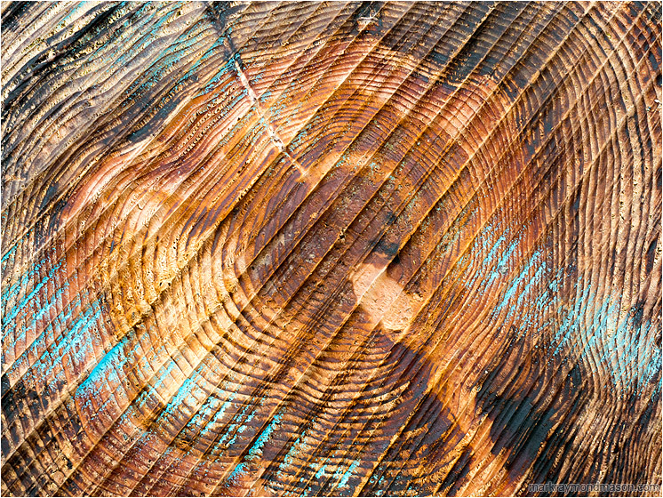 Saw-cut Log: Olympic National Park, WA, USA (2017-08-16) - Fine art abstract photograph juxtaposing the end grain, saw marks, and chalk colouring on the cut end of a large driftwood log