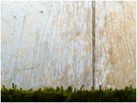 Streaked Metal, Hedge: Vancouver, BC, Canada (2018) - Fine art photograph of stains and streaks on a stainless steel wall plate, with an out-of-focus hedge in the foreground