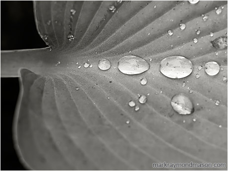 Fine art macro photo showing big beads of water and patterns on a leaf after a Spring rainstorm